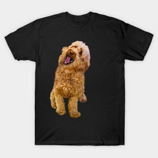 Cavapoo kisses ! Cute Cavapoo Cavoodle puppy dog with open mouth and tongue out - cavalier king charles spaniel poodle, puppy love T-Shirt